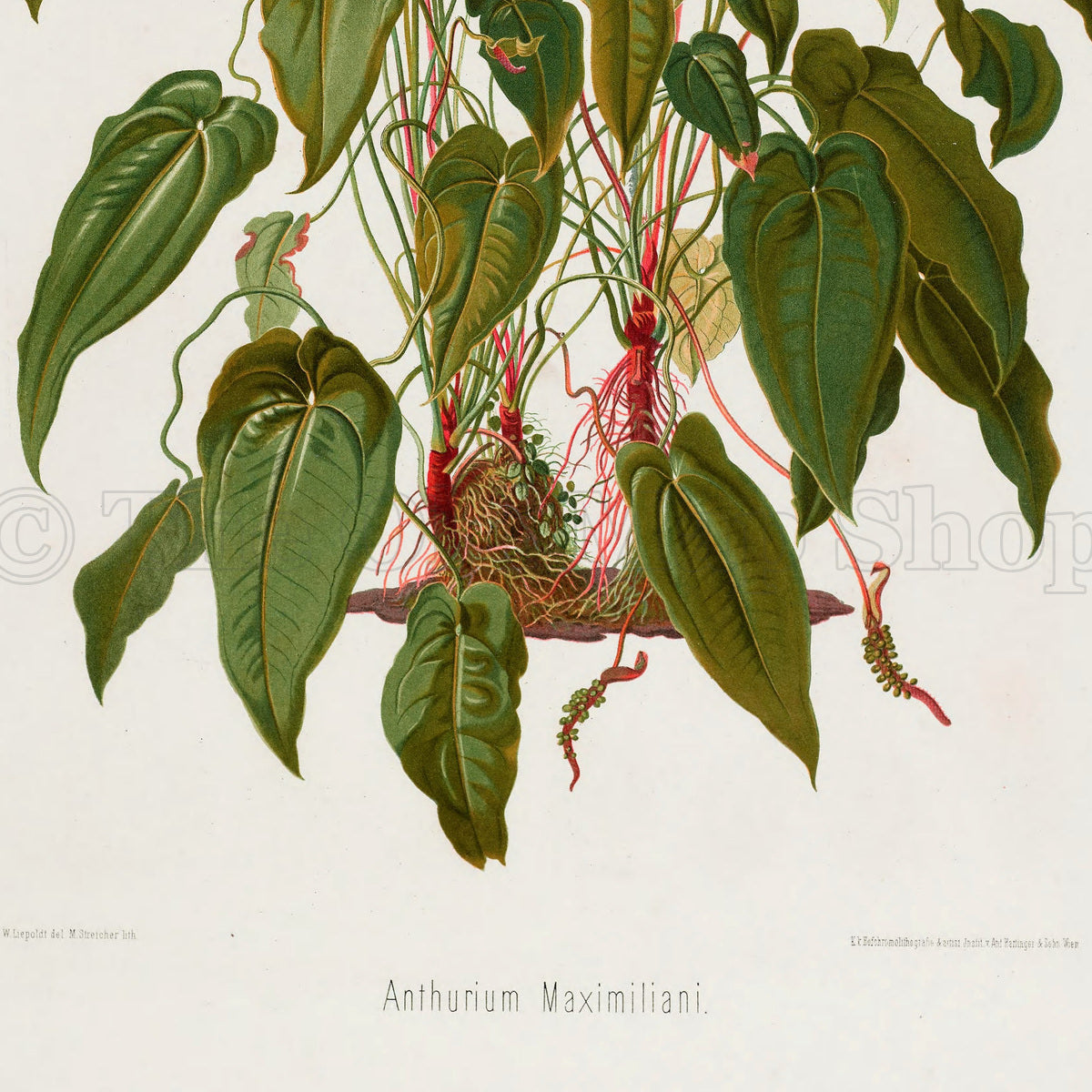 Lower detail of 1879 Anthurium maximiliani antique botanical print, Plate 4 by Heinrich Wilhelm Schott. Unlike the more diagrammatic plates, the composition gives almost the entire page to the natural growth habit, including the stems and exposed roots.