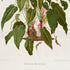 Lower detail of 1879 Anthurium maximiliani antique botanical print, Plate 4 by Heinrich Wilhelm Schott. Unlike the more diagrammatic plates, the composition gives almost the entire page to the natural growth habit, including the stems and exposed roots.