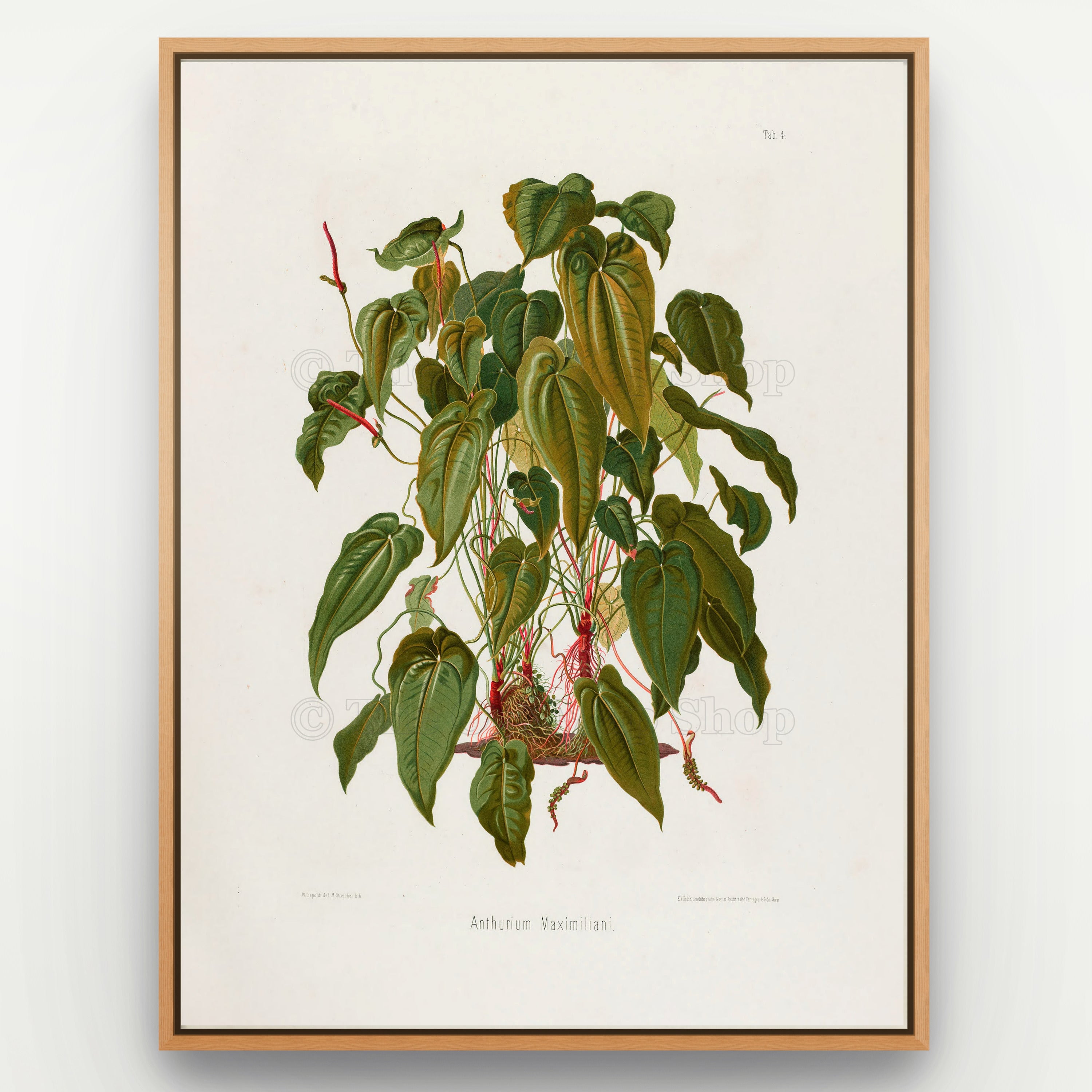 1879 Anthurium maximiliani antique botanical print, Plate 4 by Heinrich Wilhelm Schott, shown in a natural oak frame as botanical wall art, featuring a tall, densely foliaged Anthurium with overlapping heart-shaped leaves and slender reddish flower stalks.