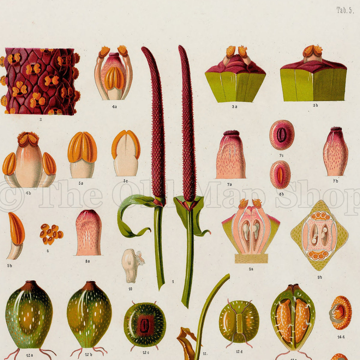 Upper detail of 1879 Anthurium maximiliani antique botanical print, Plate 5 by Heinrich Wilhelm Schott, featuring the fruit, seeds and flowering anatomy of Anthurium maximiliani in a collection of separate botanical studies.