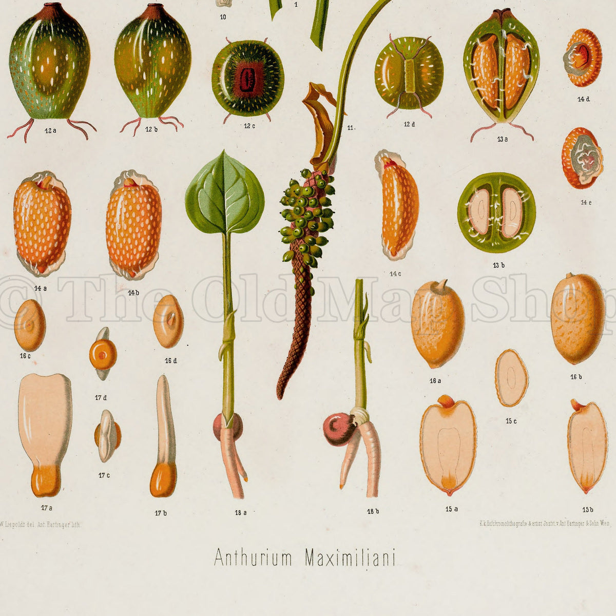 Lower detail of 1879 Anthurium maximiliani antique botanical print, Plate 5 by Heinrich Wilhelm Schott. Rather than featuring a central leafy plant, this plate presents a vertical flowering stem among numerous enlarged berries, seeds, cross-sections and tissue details.