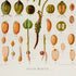 Lower detail of 1879 Anthurium maximiliani antique botanical print, Plate 5 by Heinrich Wilhelm Schott. Rather than featuring a central leafy plant, this plate presents a vertical flowering stem among numerous enlarged berries, seeds, cross-sections and tissue details.