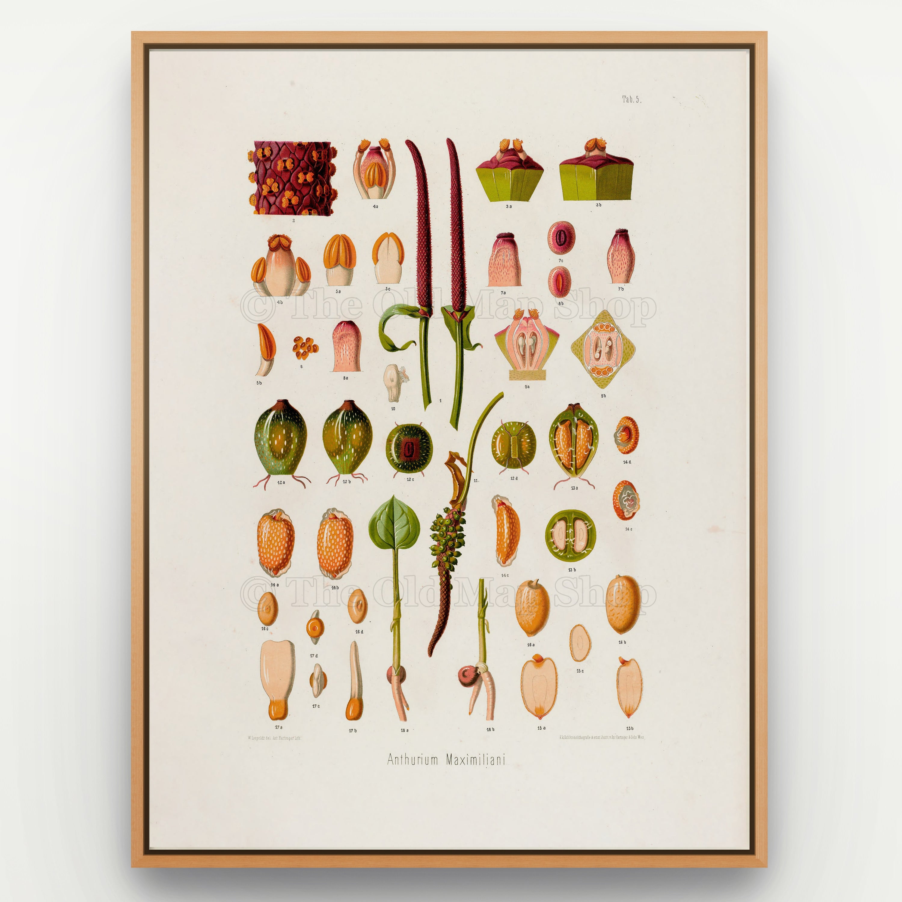 1879 Anthurium maximiliani antique botanical print, Plate 5 by Heinrich Wilhelm Schott, shown in a natural oak frame as botanical wall art, featuring the fruit, seeds and flowering anatomy of Anthurium maximiliani in a collection of separate botanical studies.