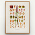 1879 Anthurium maximiliani antique botanical print, Plate 5 by Heinrich Wilhelm Schott, shown in a natural oak frame as botanical wall art, featuring the fruit, seeds and flowering anatomy of Anthurium maximiliani in a collection of separate botanical studies.