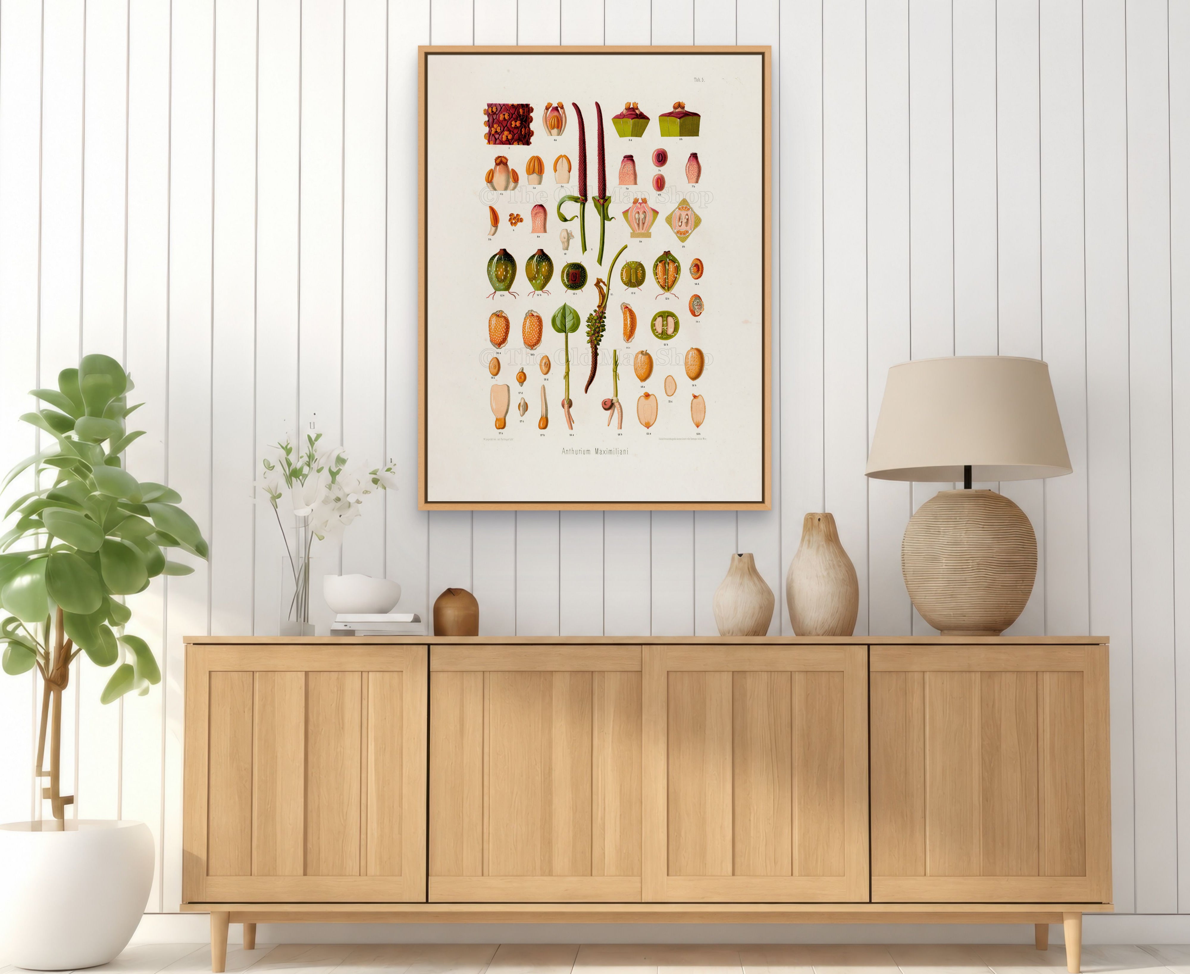 1879 Anthurium maximiliani antique botanical print, Plate 5 by Heinrich Wilhelm Schott, framed above a natural oak sideboard in a bright, neutral living room.