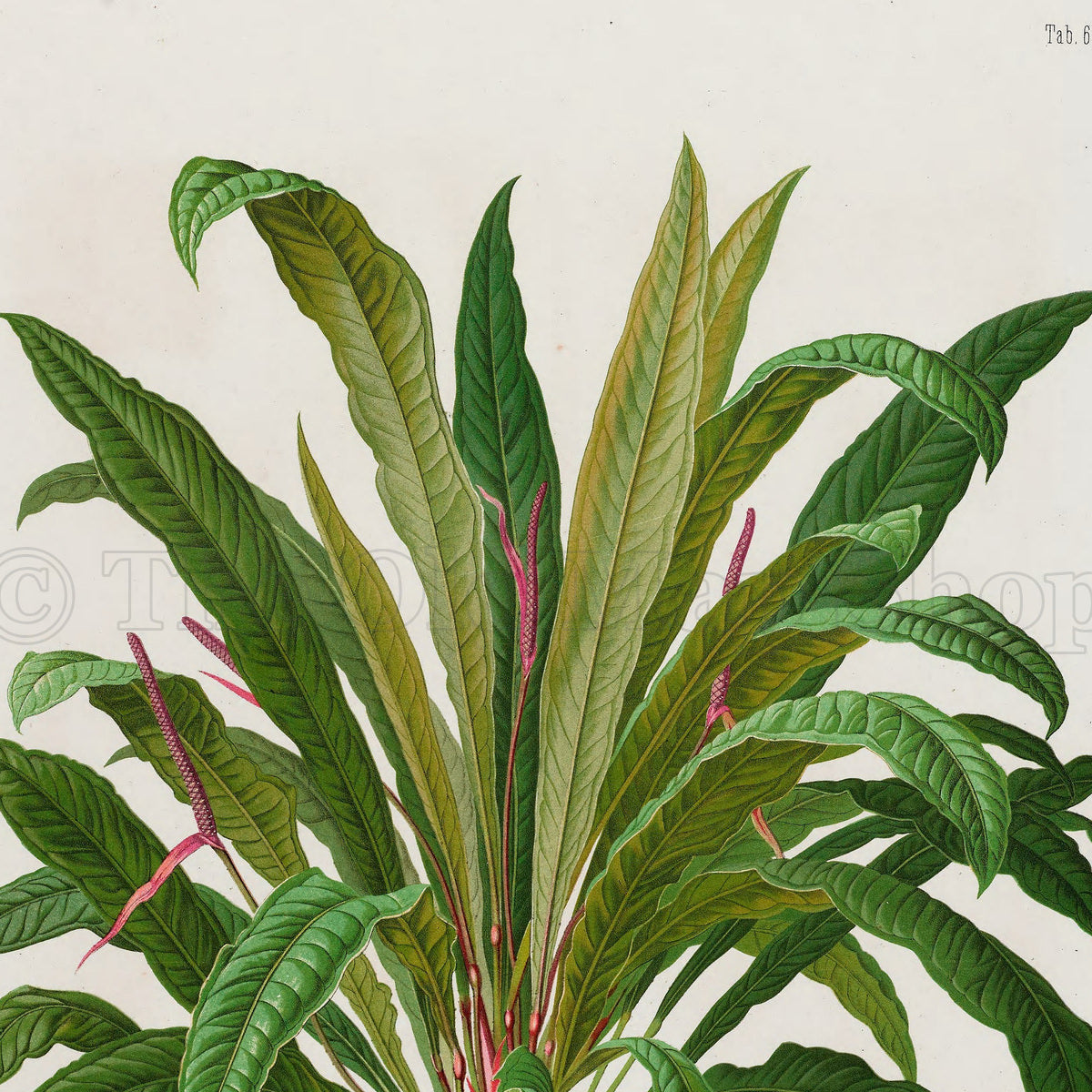 Upper detail of 1879 Anthurium jilekii antique botanical print, Plate 6 by Heinrich Wilhelm Schott, featuring a full Anthurium jilekii plant forming a lush fountain of long, narrow, arching leaves.