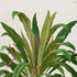 Upper detail of 1879 Anthurium jilekii antique botanical print, Plate 6 by Heinrich Wilhelm Schott, featuring a full Anthurium jilekii plant forming a lush fountain of long, narrow, arching leaves.