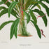 Lower detail of 1879 Anthurium jilekii antique botanical print, Plate 6 by Heinrich Wilhelm Schott. The botanical portrait concentrates on the plant's overall growth and abundant foliage, with its stems and roots gathered at the base.