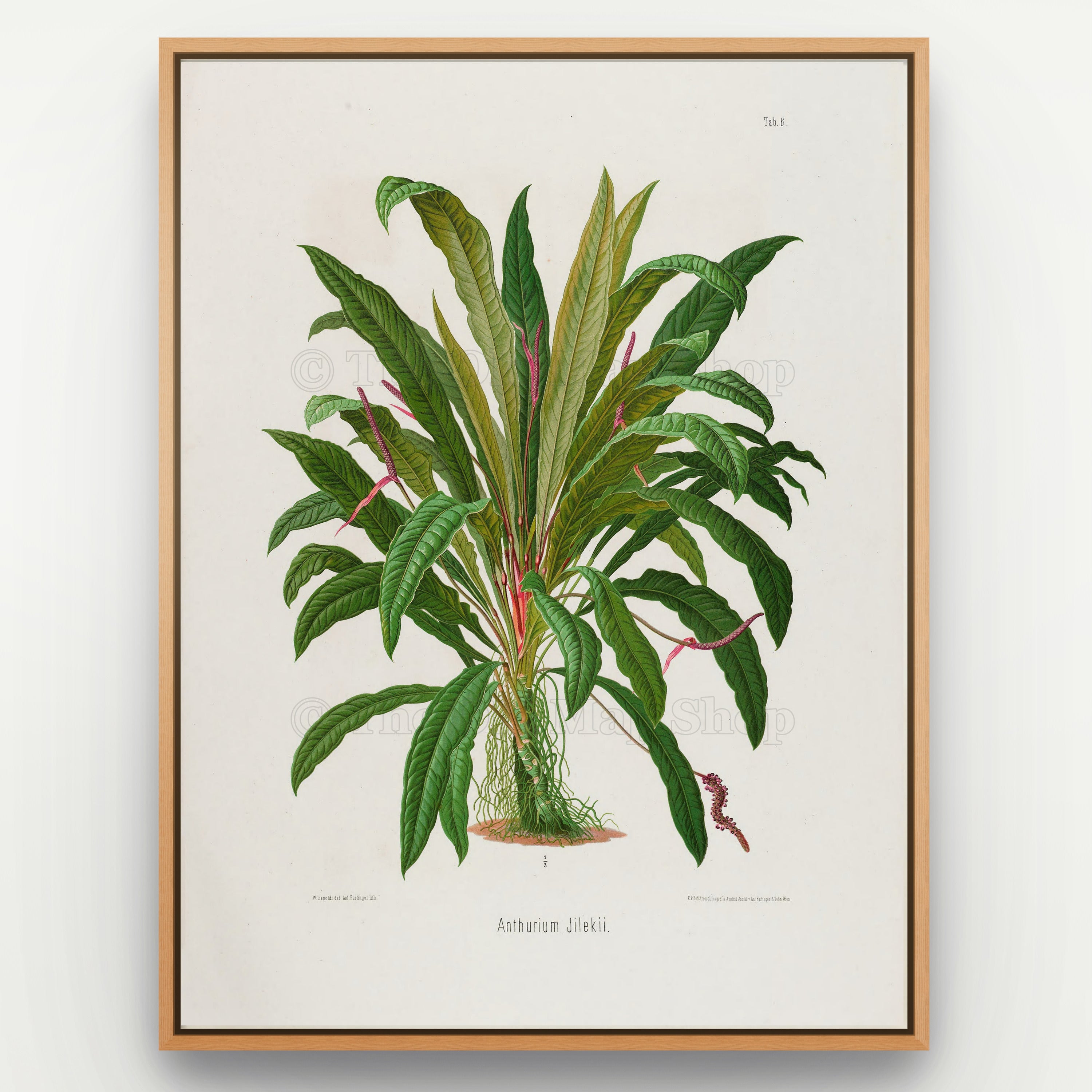 1879 Anthurium jilekii antique botanical print, Plate 6 by Heinrich Wilhelm Schott, shown in a natural oak frame as botanical wall art, featuring a full Anthurium jilekii plant forming a lush fountain of long, narrow, arching leaves.