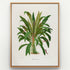 1879 Anthurium jilekii antique botanical print, Plate 6 by Heinrich Wilhelm Schott, shown in a natural oak frame as botanical wall art, featuring a full Anthurium jilekii plant forming a lush fountain of long, narrow, arching leaves.