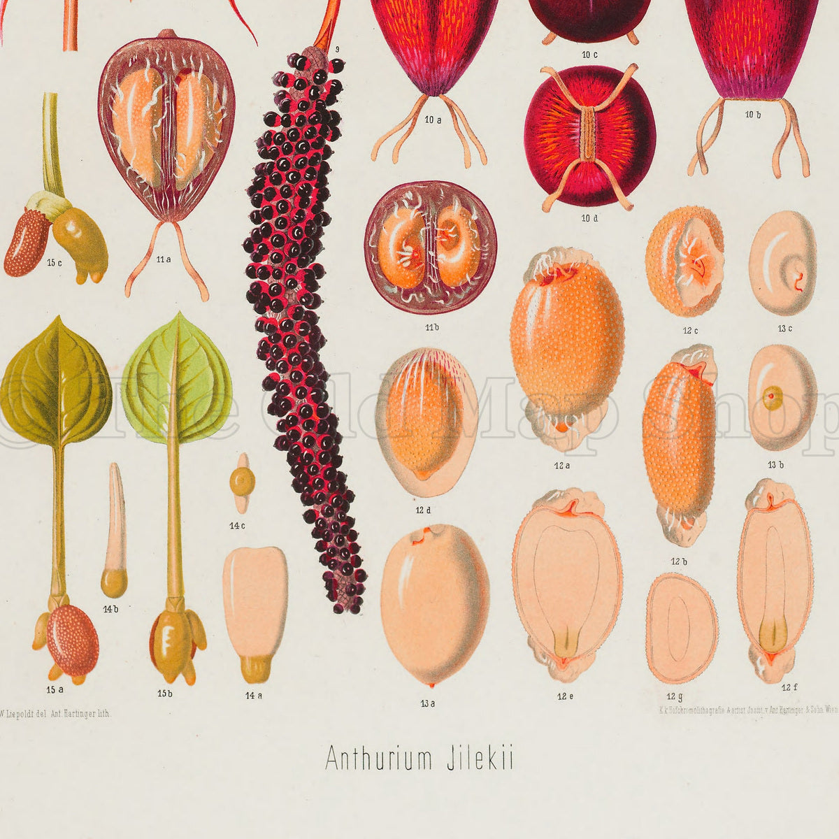 Lower detail of 1879 Anthurium jilekii antique botanical print, Plate 7 by Heinrich Wilhelm Schott. Tall spadices, enlarged tissue sections, berries, cut fruits and small floral components are displayed separately rather than around a complete plant.
