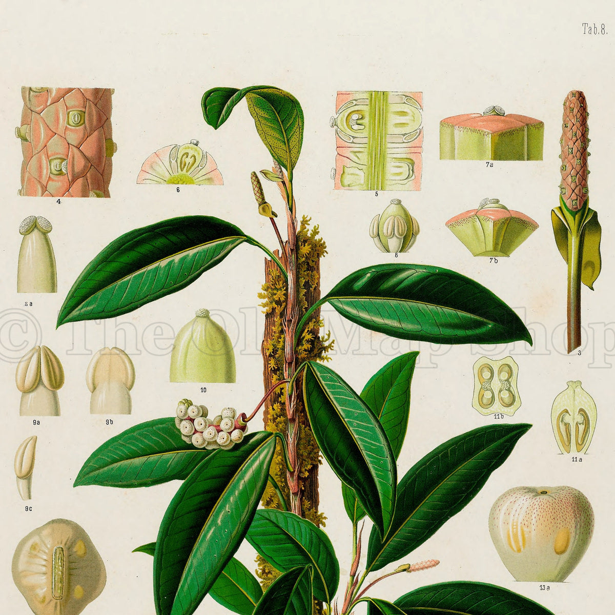Upper detail of 1879 Anthurium virgosum antique botanical print, Plate 8 by Heinrich Wilhelm Schott, featuring an upright Anthurium virgosum with elongated dark-green leaves and a slender central flowering stem.