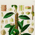 Upper detail of 1879 Anthurium virgosum antique botanical print, Plate 8 by Heinrich Wilhelm Schott, featuring an upright Anthurium virgosum with elongated dark-green leaves and a slender central flowering stem.