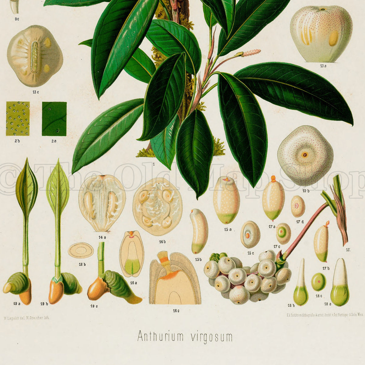 Lower detail of 1879 Anthurium virgosum antique botanical print, Plate 8 by Heinrich Wilhelm Schott. Small diagrams of flower parts, leaf tissue, sections and fruit cluster around the plant, with larger details positioned above and below.