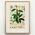 1879 Anthurium virgosum antique botanical print, Plate 8 by Heinrich Wilhelm Schott, shown in a natural oak frame as botanical wall art, featuring an upright Anthurium virgosum with elongated dark-green leaves and a slender central flowering stem.