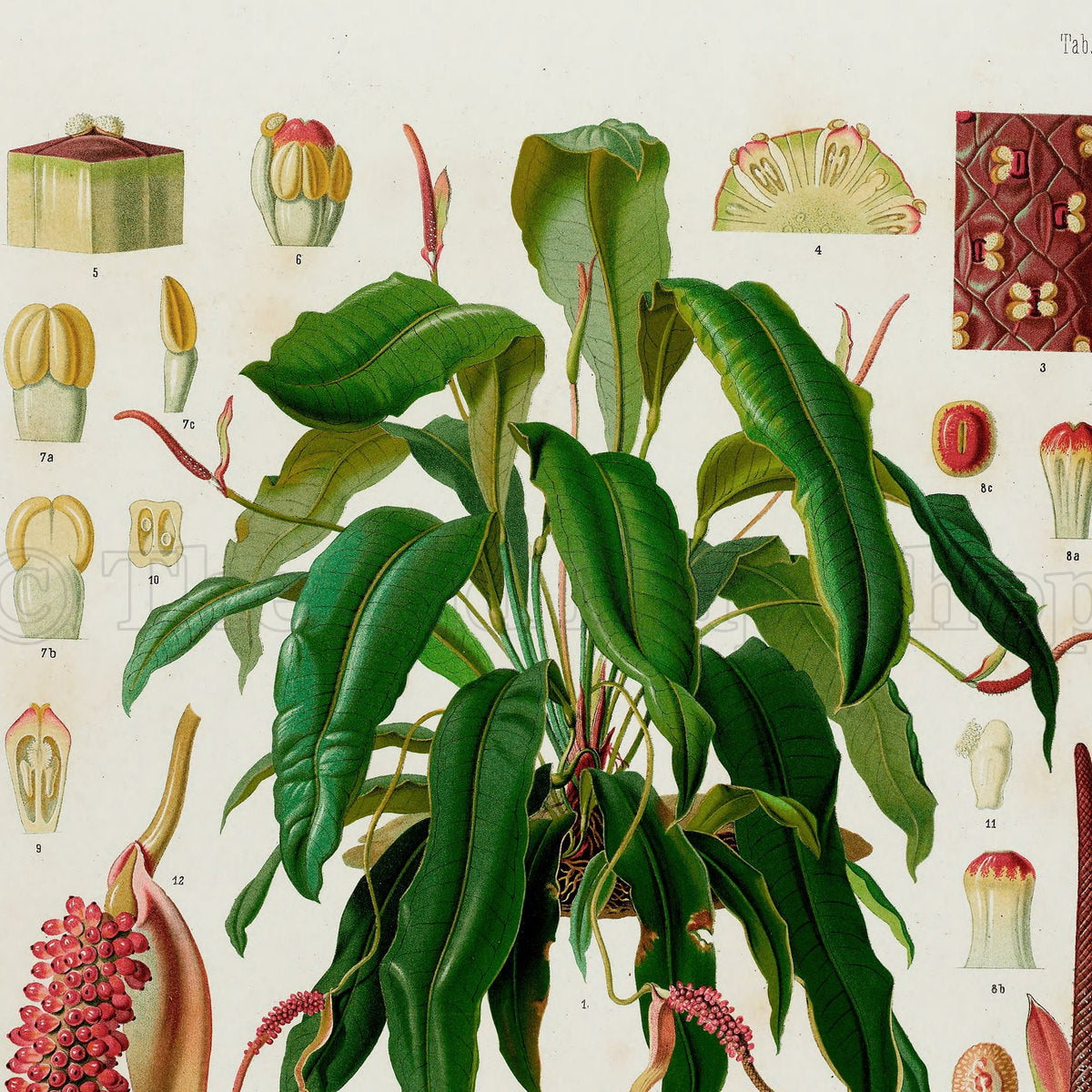 Upper detail of 1879 Anthurium gladiifolium antique botanical print, Plate 9 by Heinrich Wilhelm Schott, featuring a leafy Anthurium gladiifolium specimen with long arching leaves and reddish flowering structures.