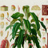 Upper detail of 1879 Anthurium gladiifolium antique botanical print, Plate 9 by Heinrich Wilhelm Schott, featuring a leafy Anthurium gladiifolium specimen with long arching leaves and reddish flowering structures.