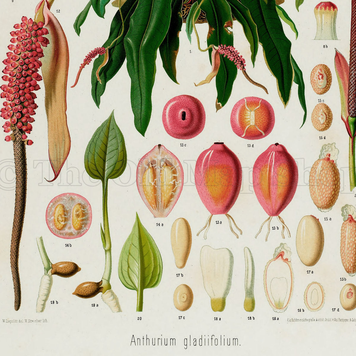 Lower detail of 1879 Anthurium gladiifolium antique botanical print, Plate 9 by Heinrich Wilhelm Schott. The surrounding studies include tall floral spikes, coloured fruit sections, small organs and finely drawn reproductive details.