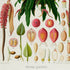Lower detail of 1879 Anthurium gladiifolium antique botanical print, Plate 9 by Heinrich Wilhelm Schott. The surrounding studies include tall floral spikes, coloured fruit sections, small organs and finely drawn reproductive details.