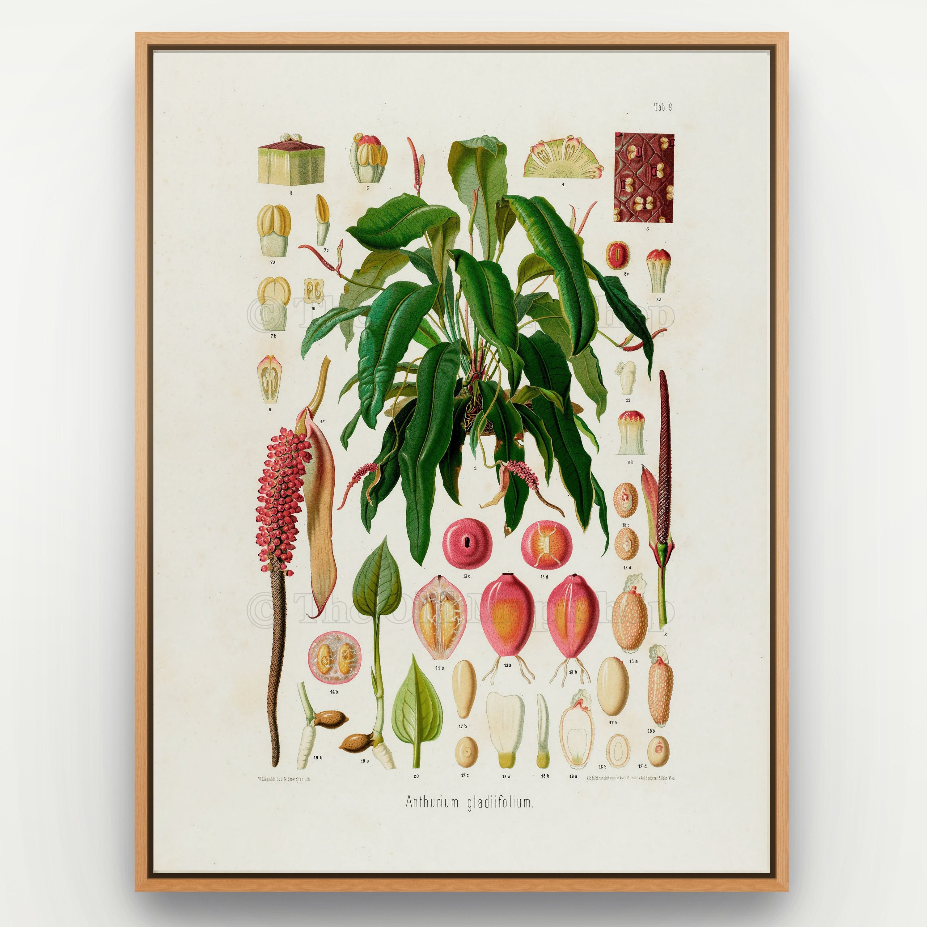 1879 Anthurium gladiifolium antique botanical print, Plate 9 by Heinrich Wilhelm Schott, shown in a natural oak frame as botanical wall art, featuring a leafy Anthurium gladiifolium specimen with long arching leaves and reddish flowering structures.
