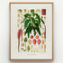 1879 Anthurium gladiifolium antique botanical print, Plate 9 by Heinrich Wilhelm Schott, shown in a natural oak frame as botanical wall art, featuring a leafy Anthurium gladiifolium specimen with long arching leaves and reddish flowering structures.