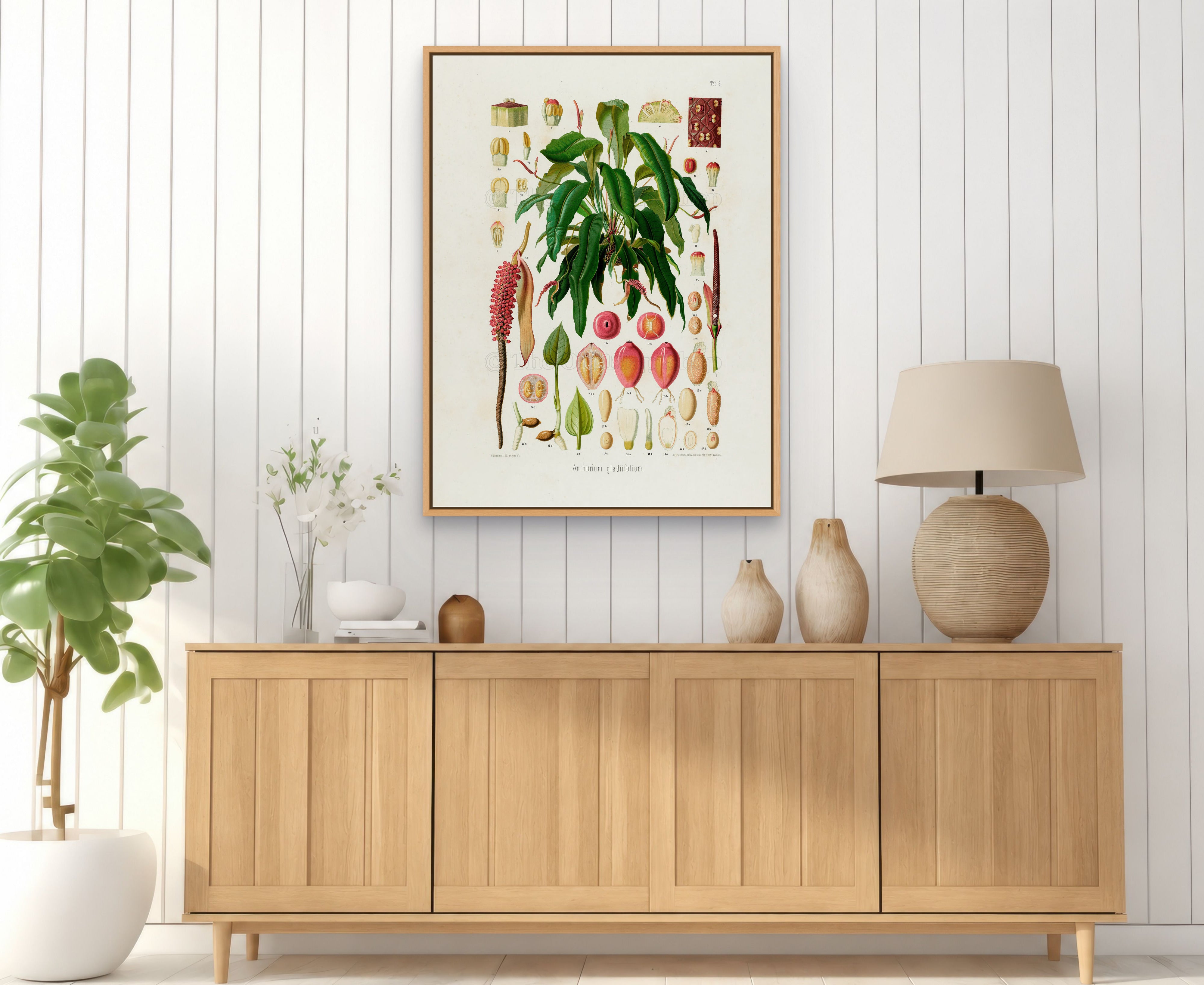 1879 Anthurium gladiifolium antique botanical print, Plate 9 by Heinrich Wilhelm Schott, framed above a natural oak sideboard in a bright, neutral living room.