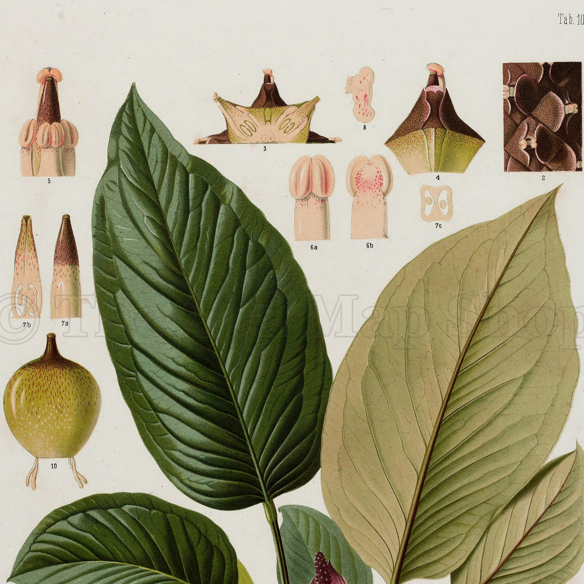Upper detail of 1879 Anthurium malyi antique botanical print, Plate 10 by Heinrich Wilhelm Schott, featuring a low clump of Anthurium malyi with especially large, prominently veined leaves.