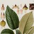 Upper detail of 1879 Anthurium malyi antique botanical print, Plate 10 by Heinrich Wilhelm Schott, featuring a low clump of Anthurium malyi with especially large, prominently veined leaves.