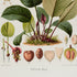Lower detail of 1879 Anthurium malyi antique botanical print, Plate 10 by Heinrich Wilhelm Schott. Small reproductive studies and fruit details sit above and below the broad leaves, allowing the contrasting leaf shapes and textures to dominate.