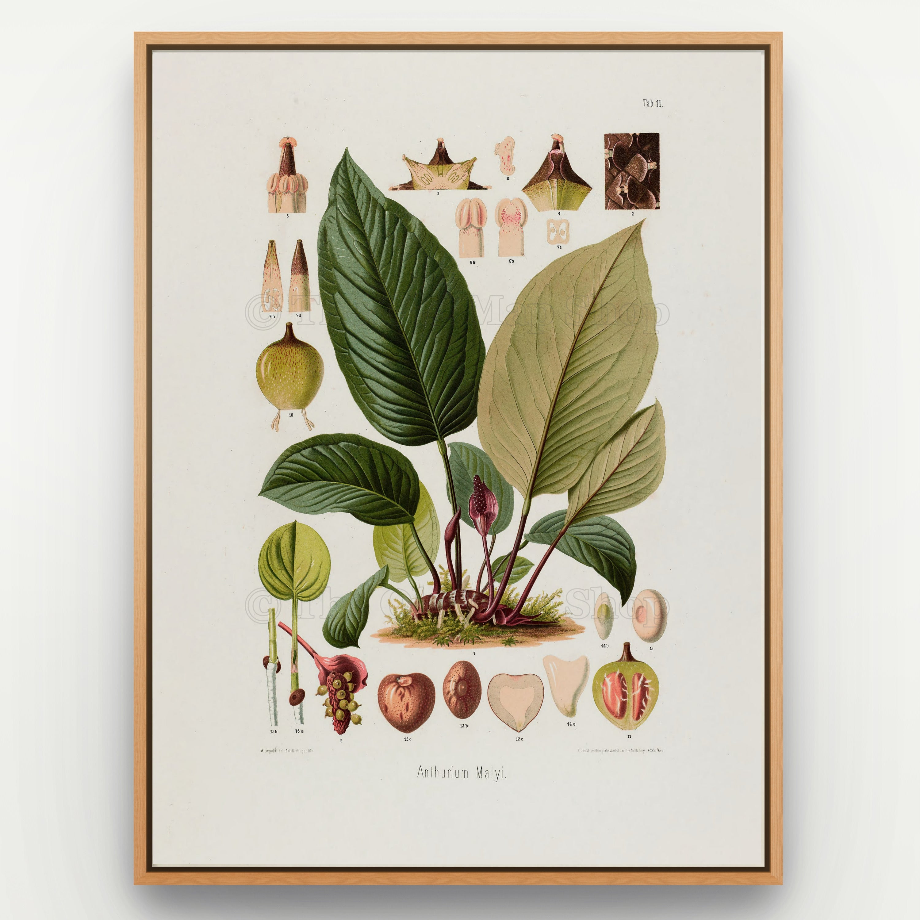 1879 Anthurium malyi antique botanical print, Plate 10 by Heinrich Wilhelm Schott, shown in a natural oak frame as botanical wall art, featuring a low clump of Anthurium malyi with especially large, prominently veined leaves.