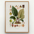 1879 Anthurium malyi antique botanical print, Plate 10 by Heinrich Wilhelm Schott, shown in a natural oak frame as botanical wall art, featuring a low clump of Anthurium malyi with especially large, prominently veined leaves.