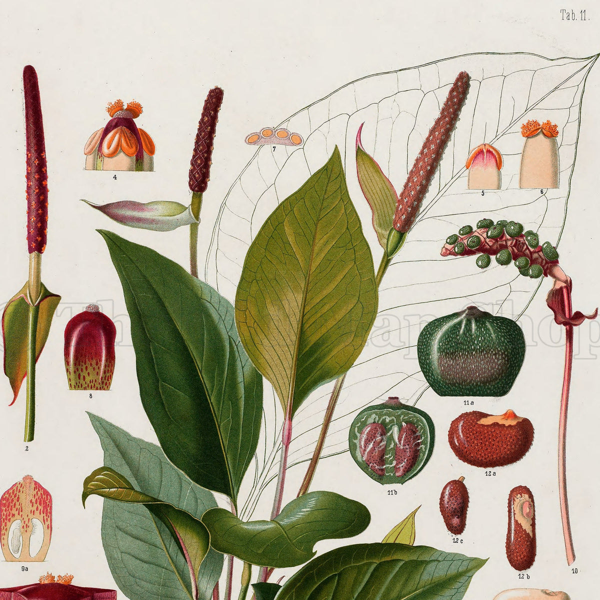 Upper detail of 1879 Anthurium bellum antique botanical print, Plate 11 by Heinrich Wilhelm Schott, featuring a leafy Anthurium bellum with broad glossy leaves, reddish flower spikes and a branching spray of berries.