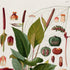 Upper detail of 1879 Anthurium bellum antique botanical print, Plate 11 by Heinrich Wilhelm Schott, featuring a leafy Anthurium bellum with broad glossy leaves, reddish flower spikes and a branching spray of berries.