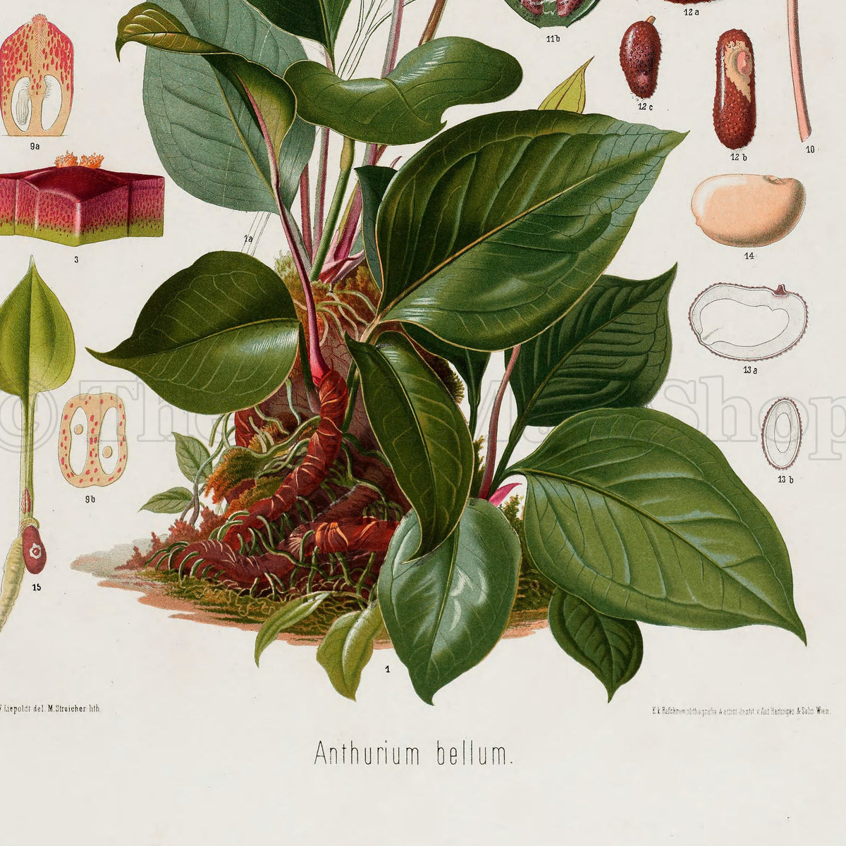 Lower detail of 1879 Anthurium bellum antique botanical print, Plate 11 by Heinrich Wilhelm Schott. Enlarged flower parts, seeds and sections flank the main plant, while the stems and exposed roots remain visible at its base.
