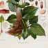 Lower detail of 1879 Anthurium bellum antique botanical print, Plate 11 by Heinrich Wilhelm Schott. Enlarged flower parts, seeds and sections flank the main plant, while the stems and exposed roots remain visible at its base.