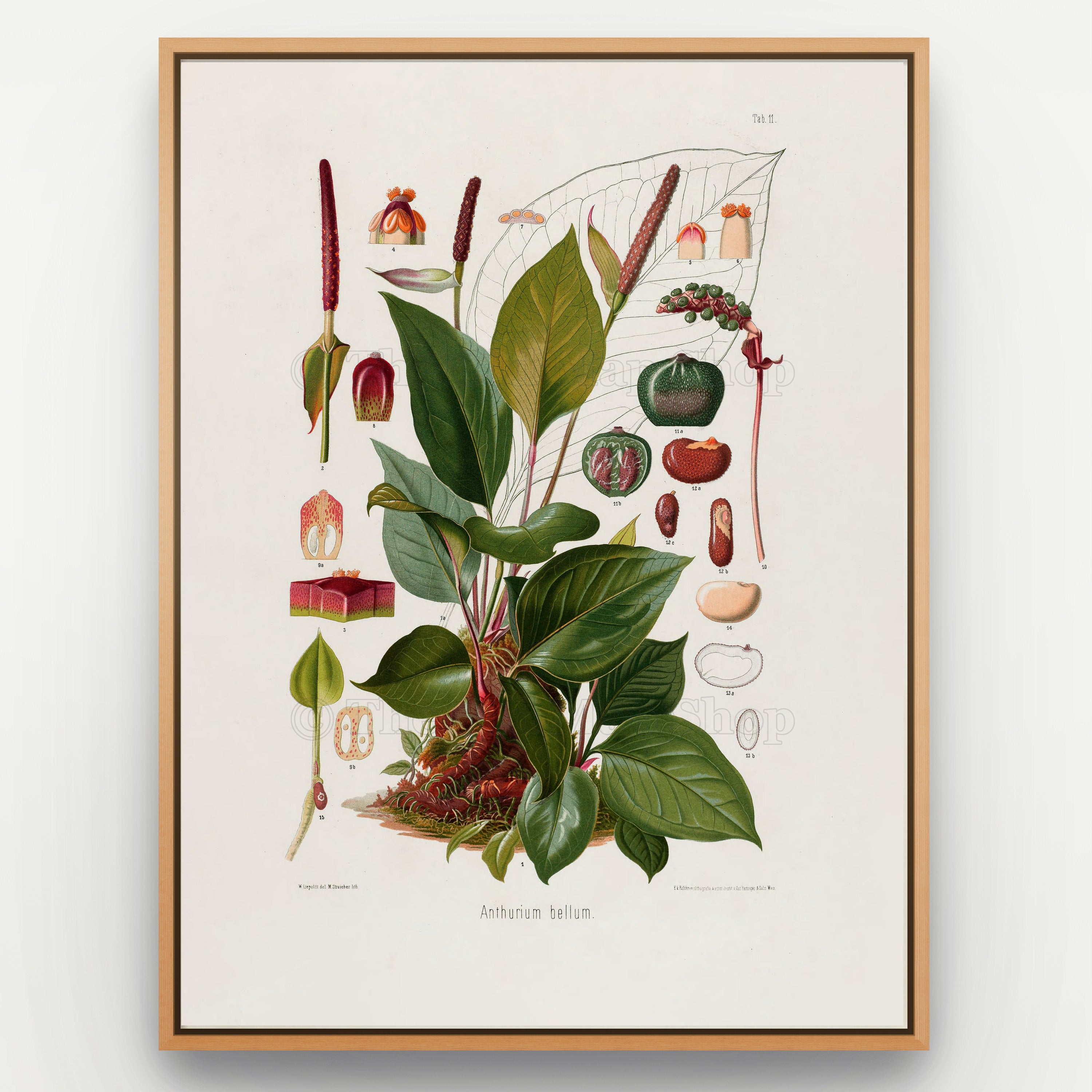 1879 Anthurium bellum antique botanical print, Plate 11 by Heinrich Wilhelm Schott, shown in a natural oak frame as botanical wall art, featuring a leafy Anthurium bellum with broad glossy leaves, reddish flower spikes and a branching spray of berries.