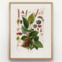 1879 Anthurium bellum antique botanical print, Plate 11 by Heinrich Wilhelm Schott, shown in a natural oak frame as botanical wall art, featuring a leafy Anthurium bellum with broad glossy leaves, reddish flower spikes and a branching spray of berries.