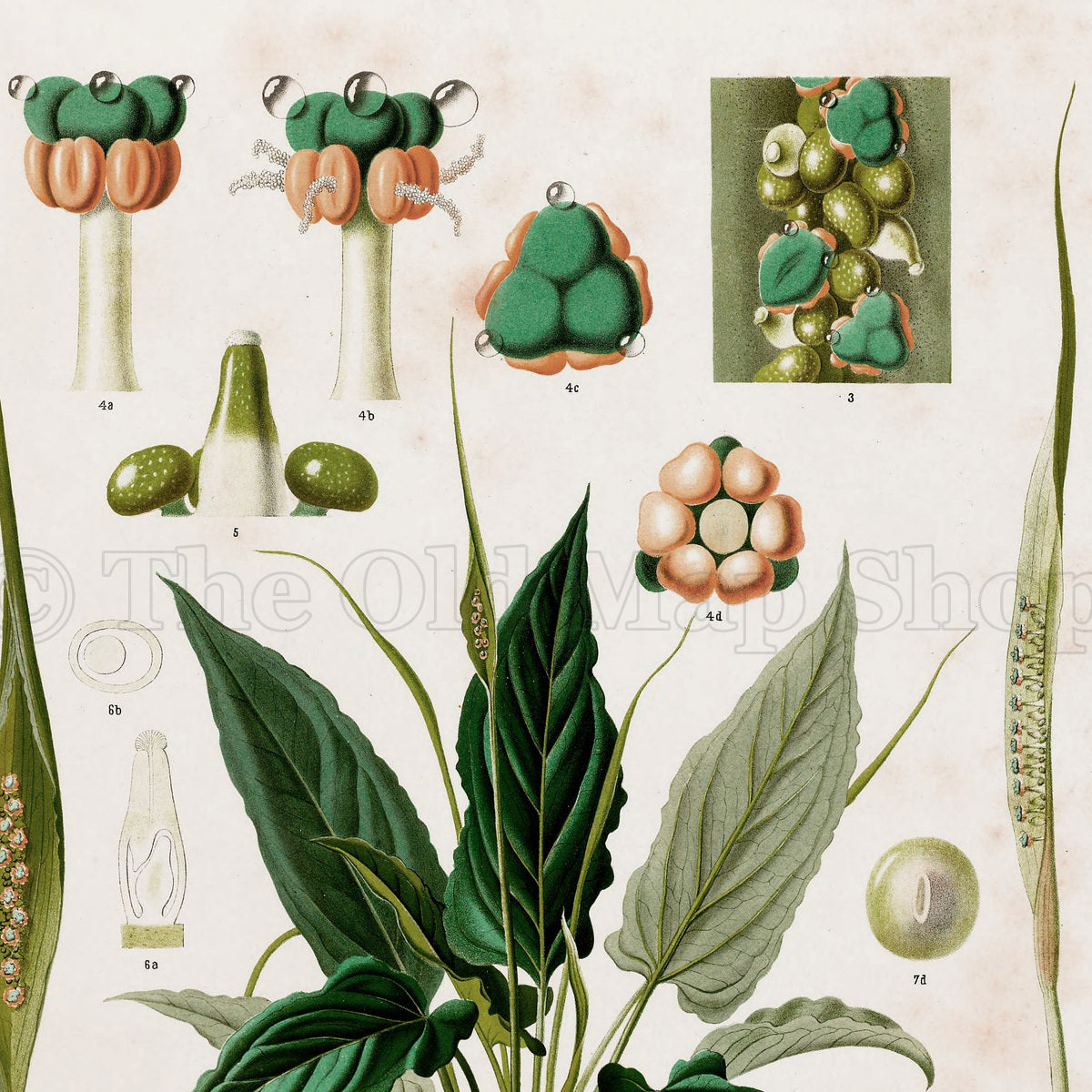 Upper detail of 1879 Spathicarpa longicuspis antique botanical print, Plate 12 by Heinrich Wilhelm Schott, featuring a compact Spathicarpa longicuspis with pointed dark-green foliage and unusually long, slender floral structures.