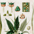 Upper detail of 1879 Spathicarpa longicuspis antique botanical print, Plate 12 by Heinrich Wilhelm Schott, featuring a compact Spathicarpa longicuspis with pointed dark-green foliage and unusually long, slender floral structures.
