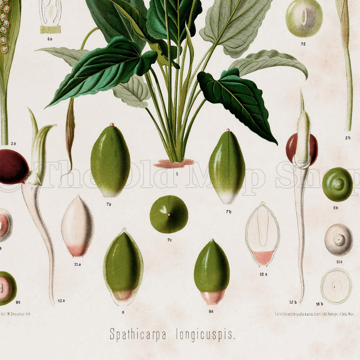 Lower detail of 1879 Spathicarpa longicuspis antique botanical print, Plate 12 by Heinrich Wilhelm Schott. The main specimen is surrounded by separate green-and-peach flower details, slender spikes, fruit forms and seed diagrams.