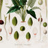 Lower detail of 1879 Spathicarpa longicuspis antique botanical print, Plate 12 by Heinrich Wilhelm Schott. The main specimen is surrounded by separate green-and-peach flower details, slender spikes, fruit forms and seed diagrams.
