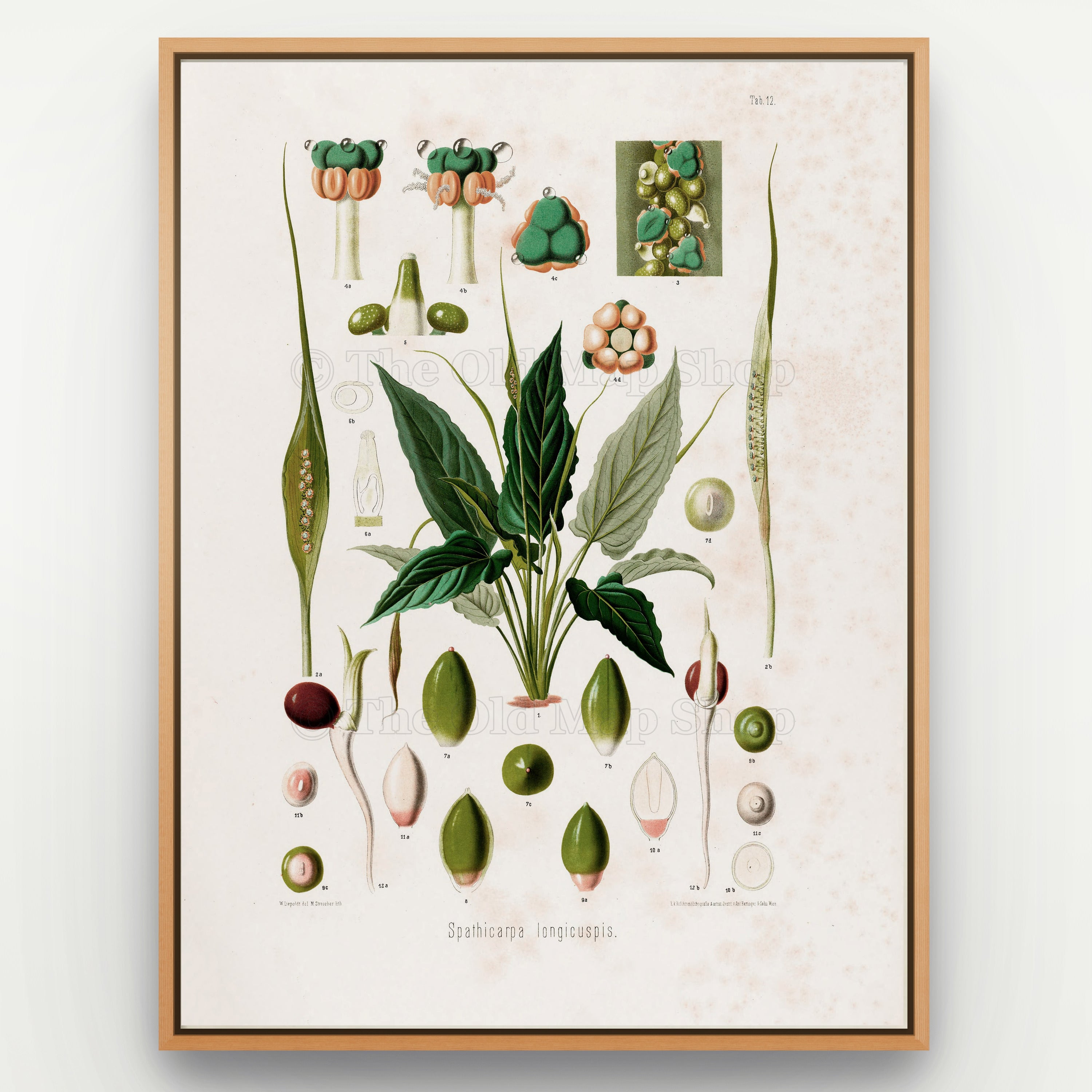 1879 Spathicarpa longicuspis antique botanical print, Plate 12 by Heinrich Wilhelm Schott, shown in a natural oak frame as botanical wall art, featuring a compact Spathicarpa longicuspis with pointed dark-green foliage and unusually long, slender floral structures.