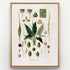 1879 Spathicarpa longicuspis antique botanical print, Plate 12 by Heinrich Wilhelm Schott, shown in a natural oak frame as botanical wall art, featuring a compact Spathicarpa longicuspis with pointed dark-green foliage and unusually long, slender floral structures.
