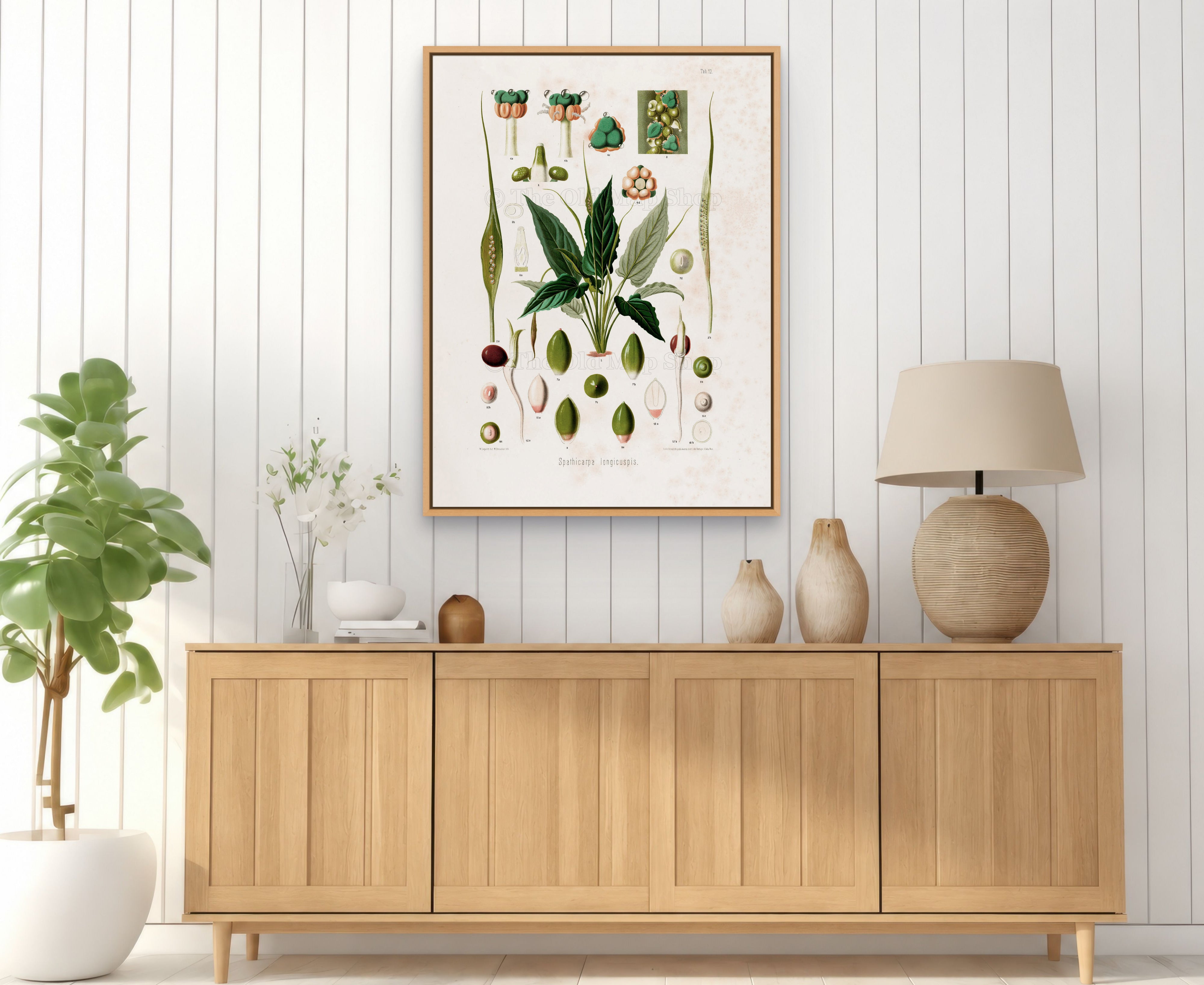 1879 Spathicarpa longicuspis antique botanical print, Plate 12 by Heinrich Wilhelm Schott, framed above a natural oak sideboard in a bright, neutral living room.