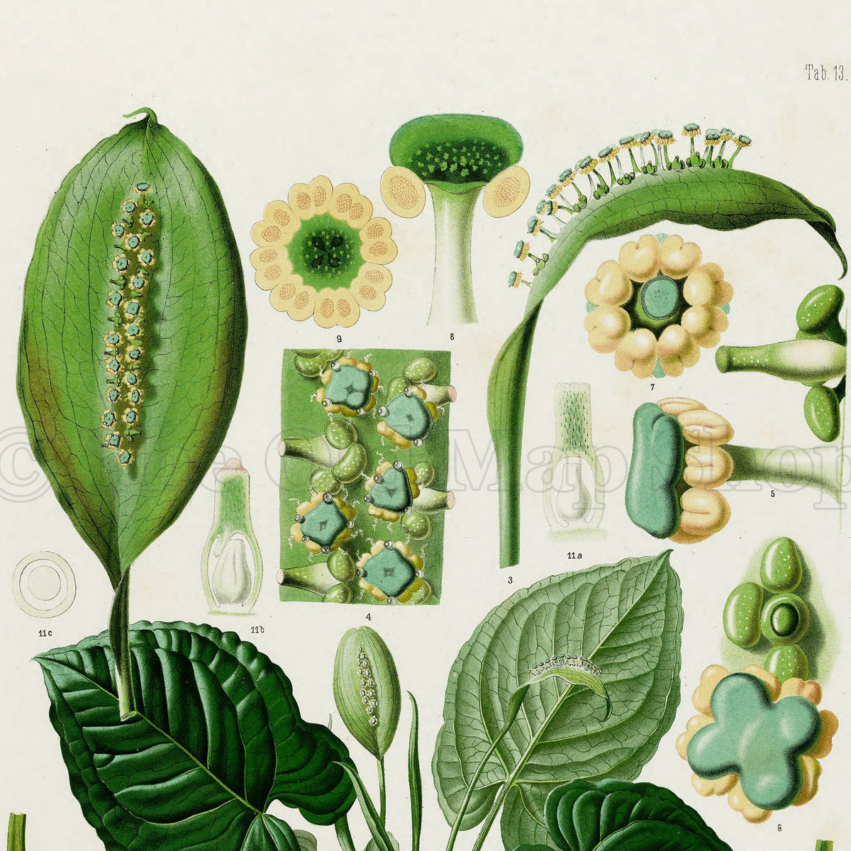 Upper detail of 1879 Spathicarpa platyspatha antique botanical print, Plate 13 by Heinrich Wilhelm Schott, featuring a Spathicarpa platyspatha plant with heart-shaped, textured leaves and prominent green reproductive structures.