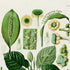 Upper detail of 1879 Spathicarpa platyspatha antique botanical print, Plate 13 by Heinrich Wilhelm Schott, featuring a Spathicarpa platyspatha plant with heart-shaped, textured leaves and prominent green reproductive structures.