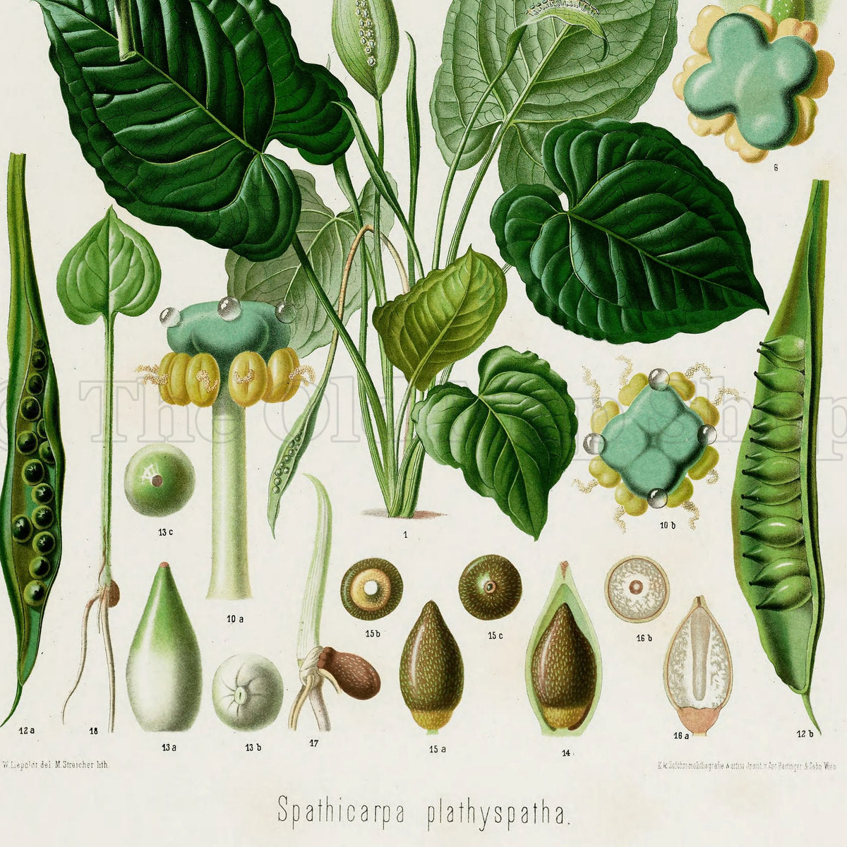 Lower detail of 1879 Spathicarpa platyspatha antique botanical print, Plate 13 by Heinrich Wilhelm Schott. Large oval floral forms and intricate green cross-sections are arranged around the plant, alongside seed and fruit illustrations.