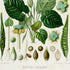 Lower detail of 1879 Spathicarpa platyspatha antique botanical print, Plate 13 by Heinrich Wilhelm Schott. Large oval floral forms and intricate green cross-sections are arranged around the plant, alongside seed and fruit illustrations.