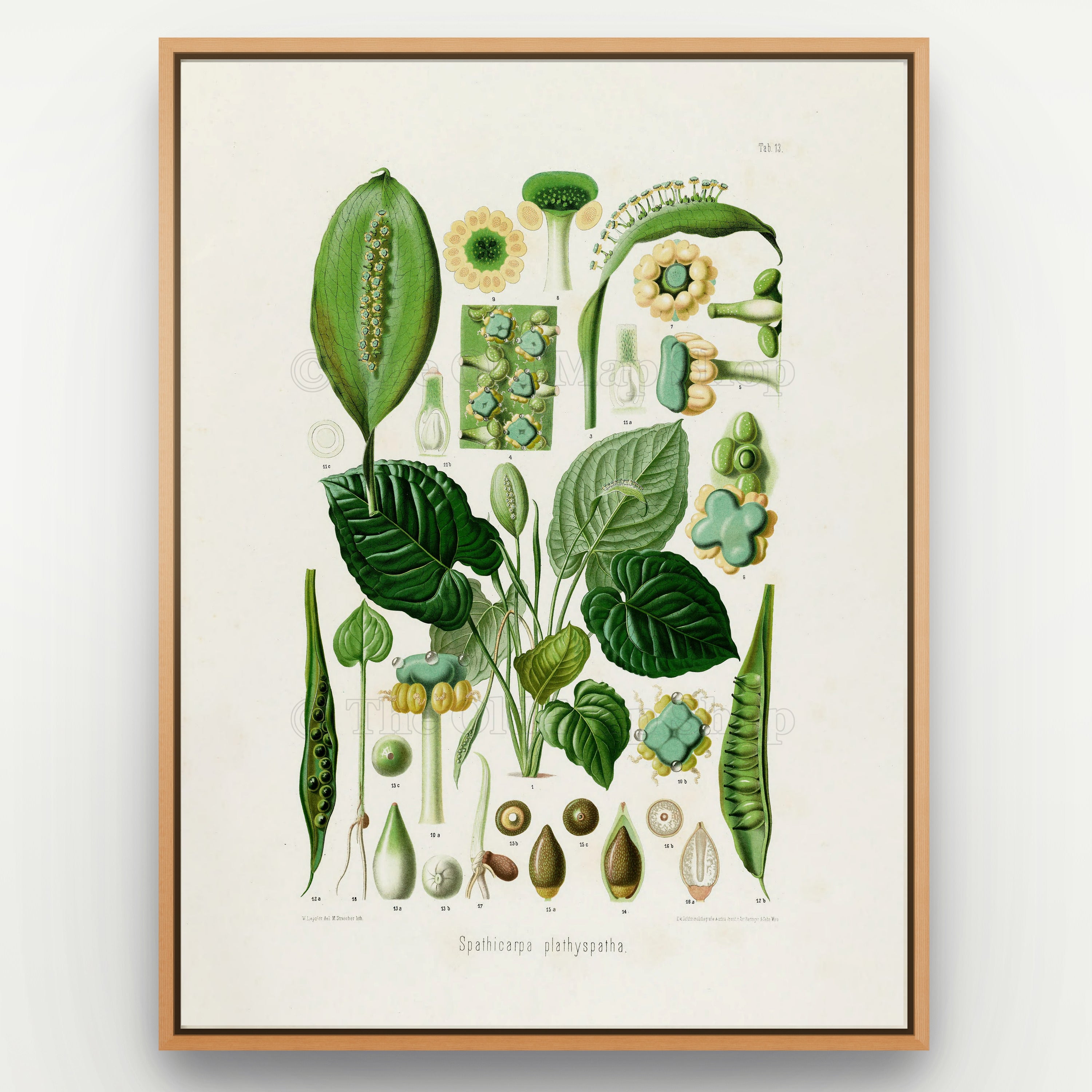 1879 Spathicarpa platyspatha antique botanical print, Plate 13 by Heinrich Wilhelm Schott, shown in a natural oak frame as botanical wall art, featuring a Spathicarpa platyspatha plant with heart-shaped, textured leaves and prominent green reproductive structures.