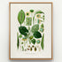 1879 Spathicarpa platyspatha antique botanical print, Plate 13 by Heinrich Wilhelm Schott, shown in a natural oak frame as botanical wall art, featuring a Spathicarpa platyspatha plant with heart-shaped, textured leaves and prominent green reproductive structures.